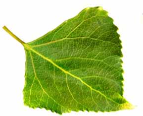 Leaf